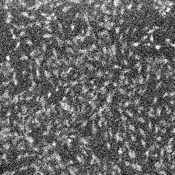 DCFDA baseline  in C2C12 cells