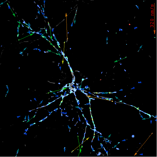 Mitochondrial Motion with Optical Flow