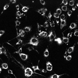 MitoTracker Deep Red in C2C12 cells