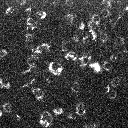 MitoSOX OH-ethidium in C2C12 cells
