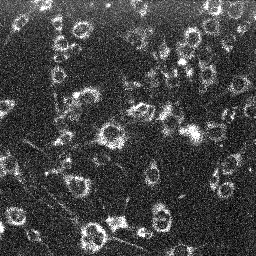 MitoSOX ethidium fluorescence in C2C12 cells
