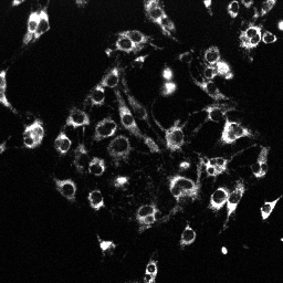MitoTracker Deep Red fluorescence in C2C12 cells 