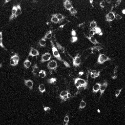 TMRM crossbleed into 390-617 channel in C2C12 cells