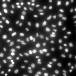 Hoechst 33342 in stHDH cells
